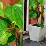 พริกไทย