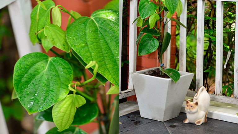 พริกไทย